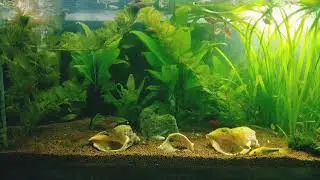 Six weeks old Guppy and Swordfish fry