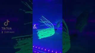 QUANTUM 4street Chatter #fishing #bait #unboxing #k&ouml;der #angel #mysterybox  #uvtest #test #shorts