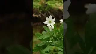 Xperia 1 IV - Cinematic Nature B-Roll #shorts #xperia1iv