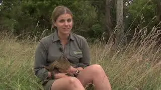 Meet the Locals: Chatham Islands weka