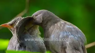 Jungle Babbler couple preening: A bird courting moment