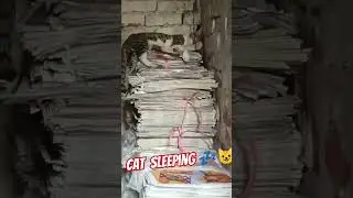 Cat Sleep 😴 #youtube #shorts