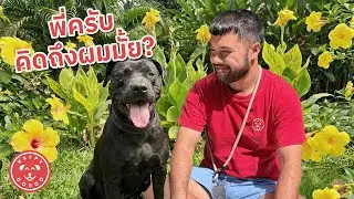 Как будто совсем другая собака!... Новая жизнь для питбуля, брошенного хозяином в одиночку в арен...