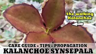 165 KALANCHOE SYNSEPALA WALKING KALANCHOE SUCCULENT CARE GUIDE || Succulent Care Tips 다육식물 多肉植物