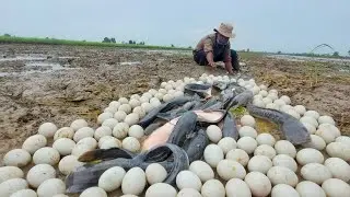  Wow A fisherman catches fish with his hands in a pond and catches many fish.