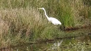 Great Egret, Mundoolun Qld