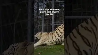 Part 4 of Luna&rsquo;s rescue story 🐅 #shortsyoutube