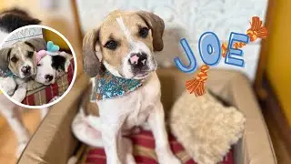 Джо &mdash; щенок бигля с розовым носом!