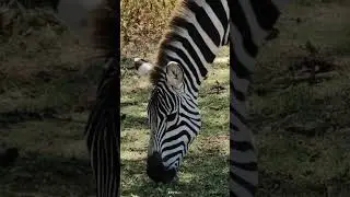 Zebra grazing