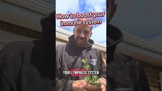 how to boost your immune system and lymphatic system naturally #foraging #naturalhealing