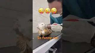 😸#cat #pets #shortvideos #catshorts #catlovers