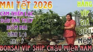 🌈12/1/2026☎️0365328978(C.Trang)🔥xổ rẻ lô mai giống mới cam thiên lộc,dảo ông thầy hoành to nụ víp