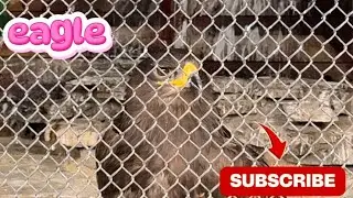 Baby Bee feels sorry for the owl and the two wolves living in small cages.