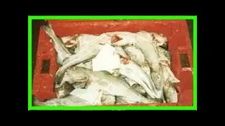 Fis - worldnews - eu fishing quota deal deemed satisfactory to british fishermen
