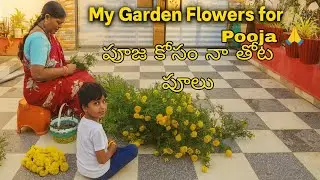 Fresh Flowers from My Garden for Pooja 🌺 | పూజ కోసం నా తోట పూలు