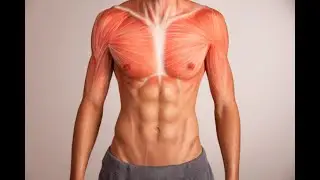 Anatomia jogi. Prz&oacute;d ciała