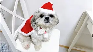 もこもこシーズーのクリスマス雑談ライブ！ひと足早くみんなで盛りあがろう♪