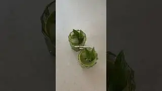 the perfect cocktail this festive season 🍸