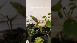 Flashback to Subjective Art Festival 2024 #shorts