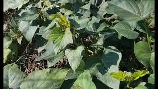 Осенью я собираю урожай батата, который потом отдаю нашим уткам. @ Wide Open Transit Farm
