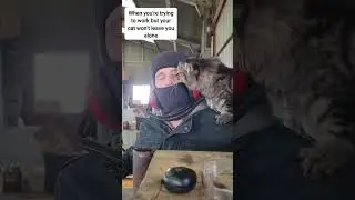 Clingy cat demands attention from owner