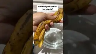 Banana Peel Water for Healthy Plants 🌱 | Easy Natural Fertilizer | Quick DIY