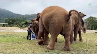 Elephants Gather for a Special Treat - ElephantNews