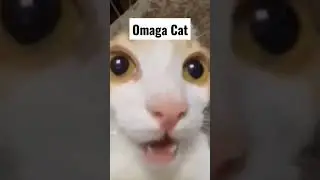 Omaga Cat 🐈 #memes #memesdaily #viral #shorts #cat