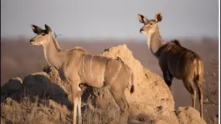 Animals That Survive Extreme Desert Conditions