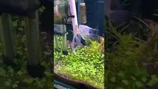Once Again 3 Angelfish Laying Egg | Unique Angelfish Breeding Pair