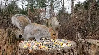 Nutty Squirrels