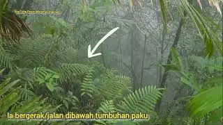 Hutan Gunung Halimun