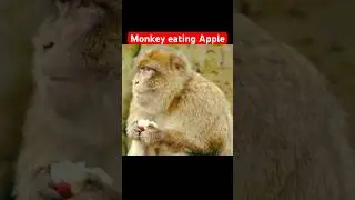 Monkey eating Apple #shortsfeed #shorts #short #shortsviral #monkey #apple