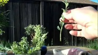 How to make Euonymus plant cuttings.mp4