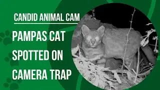 What is a pampas cat? | Candid Animal Cam