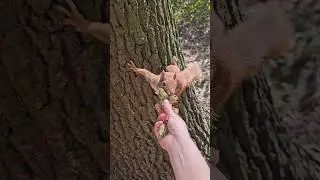 A #squirrel 