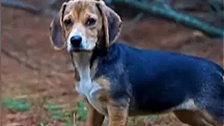 Watch This Beagle's Emotional Healing After Unthinkable Cruelty
