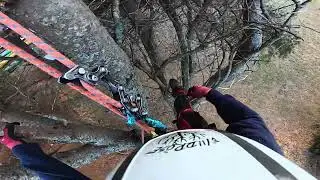 Climbing & Felling Pine Trees | Professional Tree Removal