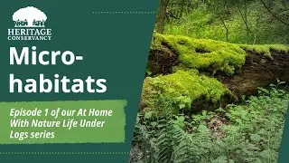 Life Under Logs: Microhabitats