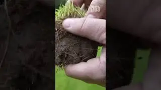 Deep Watering Secrets for a Drought-Resistant Summer Lawn