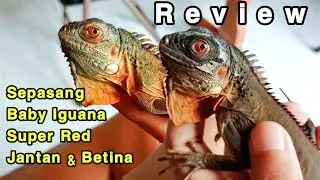 Review of a pair of Super Red baby iguanas, already know the gender of the female and male