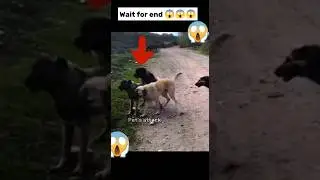 real gang war dog video | street dog fight video| #shorts #dog #dogfight #dogs #fight #barking