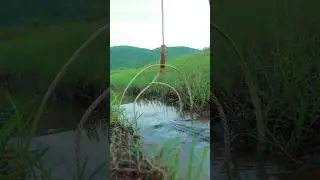 Unique Technique Quick Crocodile Trap #shorts