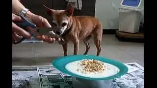 Mickey the Y1990 25 year old  toothless  Min Pin - Breakfast ( after 1 hour walk )