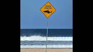 A Tribute and Insights into Sharks and Marine Safety &mdash; Hosted by Christine McCormack