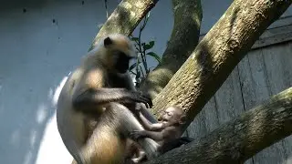 Why Langur Mother  Do the Newborn Langur?