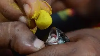 A 'fishy' cure for asthma