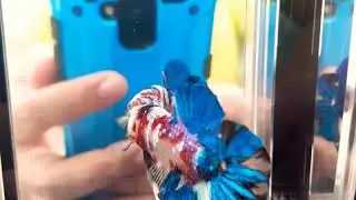 Cupang Betta Koi Galaxy Multicolor Top Grade Original Thailand
