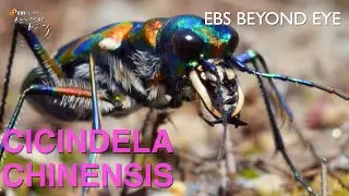 Mating Instinct of Chinese Tiger Beetle | EBS Nature Documentary