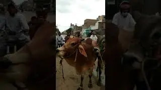 On the way to home with cow from sindhi goth